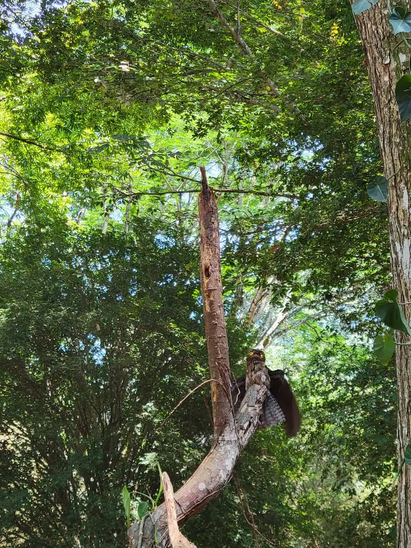 Bienparado posado sobre un tronco seco en el bosque del PNN Farallones de Cali