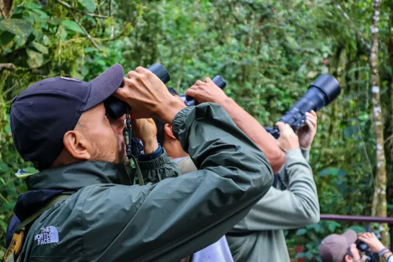 Observadores de aves con binoculares y teleobjetivo miran hacia el dosel del bosque de niebla