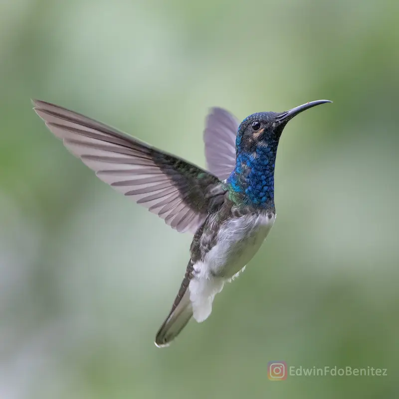 Colibrí en pleno vuelo, con la cabeza azul y el pecho blanco