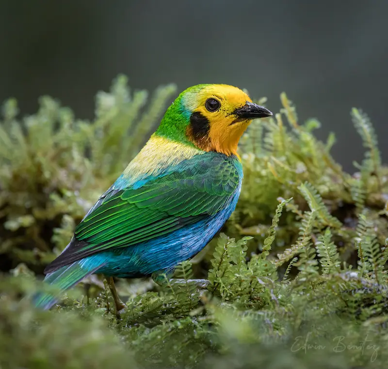 Tángara multicolor, ave endémica de Colombia, posada sobre musgo en el bosque de niebla de Cali