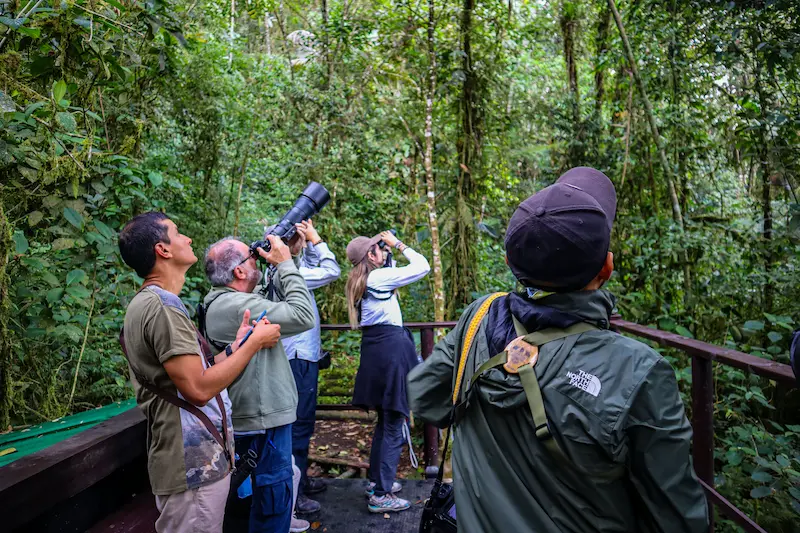 Grupo de observadores de aves en la plataforma de madera, mirando hacia las copas de los árboles