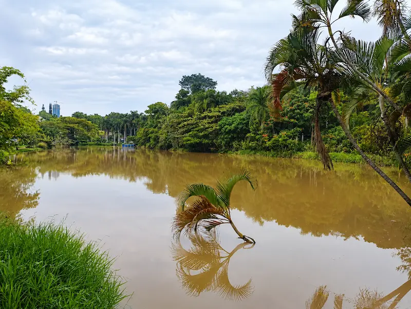 Humedal del perímetro urbano de Cali