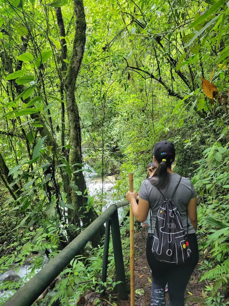 Caminante cruza un puente de guadua sobre una quebrada en el sendero de Pance