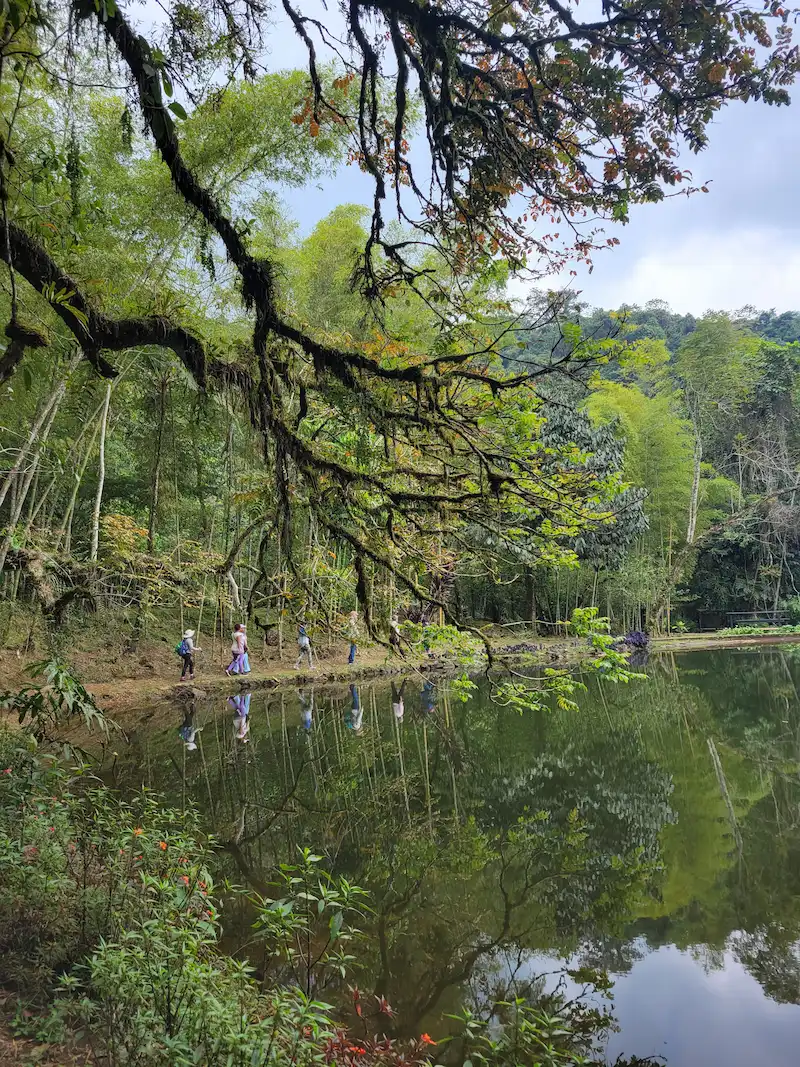 Grupo de caminantes cruza un puente colgante entre los árboles del bosque de Pance