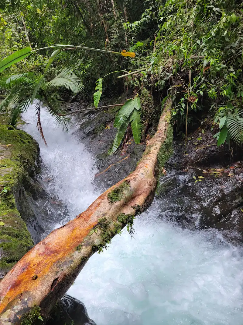Tronco caído cubierto de musgo sobre las aguas cristalinas de un salto del río Pance