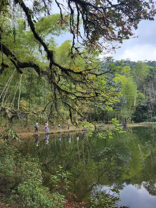 Grupo de caminantes cruza un puente colgante entre los árboles del bosque de Pance